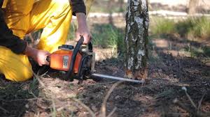 Trusted Monroe, WI  Tree Services Experts