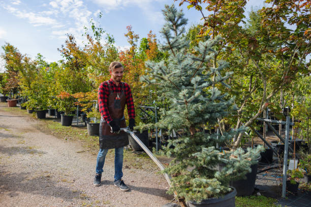 Why Choose Our Tree Removal Services in Monroe, WI?